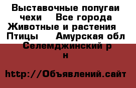 Выставочные попугаи чехи  - Все города Животные и растения » Птицы   . Амурская обл.,Селемджинский р-н